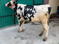 Vacă, Rasa Holstein — foto 3