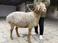 Schaf, Arashan sheep — Foto 7