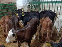母牛, Limousin cow — 照片 2
