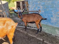 Capră, Alpine goat — foto 1