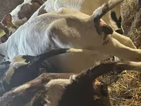 Bou, Simmental cattle — foto 5
