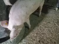 公猪, Pigs — 照片 2