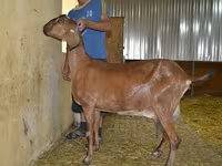 Lapte de capra (ferma de prasila) козье молоко (племенная ферма) — photo 4