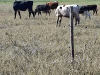 公牛, Cattle — 照片 5