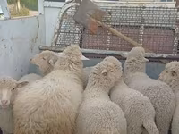 Sheep, Merino sheep — photo 4