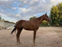 فرس, Canadian horse breed — الصورة 2