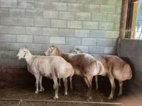 نعجة, Afghan Arabi sheep — الصورة 3