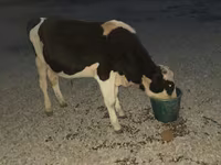 Buğa, Swiss cattle — foto 2