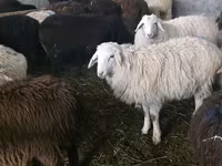 Oaie, Tian-Shan semifinewool sheep — foto 1