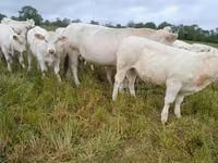 Vacă, Charolais cattle — foto 6