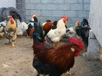 Brahma — Foto 5