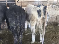 Bou, Belgian Blue — foto 5