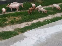 Eber, Schweine — Foto 4