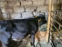 Bou, Bovine — foto 3