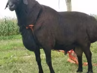 Berbec, Rhon sheep — foto 5