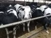 Vacă, Swiss cattle — foto 2