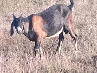 Cabro, Nubian Goat — foto 3