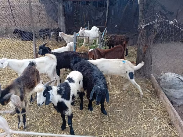Țap, Pomellata goat