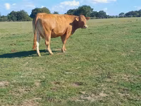 Kuh, Limousin-Kuh — Foto 2