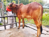 Vache, Bovins — photo 4