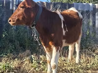 Vacă, Bovine — foto 3