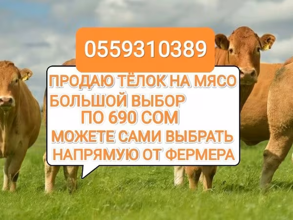 Vacă, Bovine