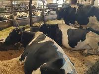Kuh, Swiss cattle — Foto 3