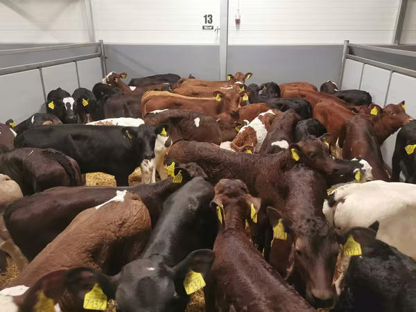 Vache, Bovins