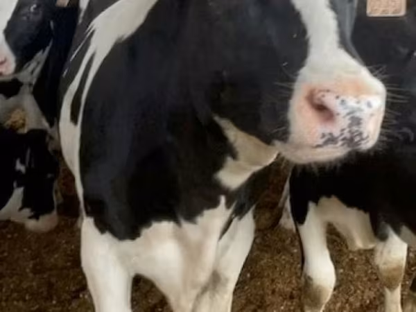 Vacă, Rasa Holstein
