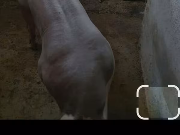 Vier, Porci