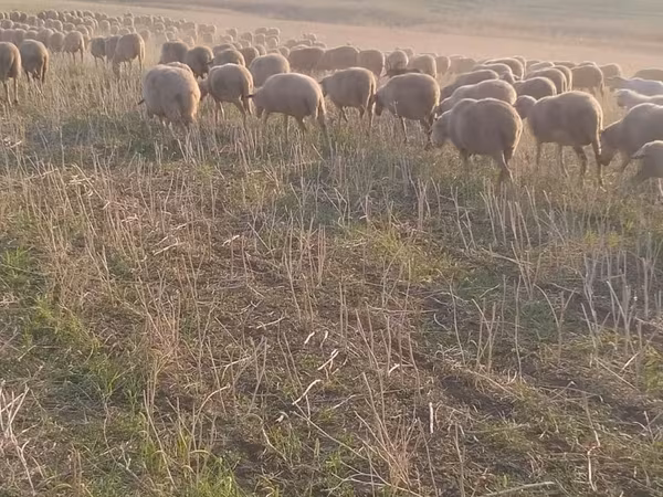Sheep, Sheep — Moldova