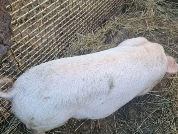 Scroafă, Porci — Republica Moldova