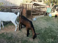 Capră, Saanen goat — foto 5