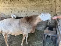 Widder, Hissar sheep — Foto 2