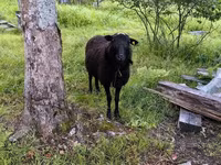 كبش, Romanov sheep — الصورة 1