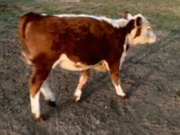 सांड, Swiss cattle — फ़ोटो 1