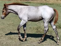 Jument, Quarter Horse — photo 6