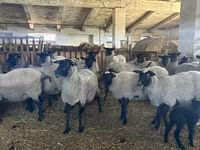 نعجة, Romanov sheep — الصورة 1