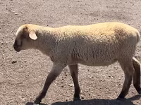 Qoç, Hampshire sheep — foto 7