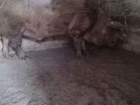 Boar, Пьетрен — photo 2