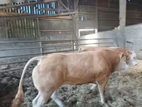 Bou, Blonde d’Aquitane cattle — foto 2