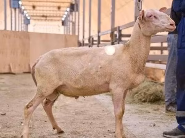 Widder, East Friesian Dairy sheep