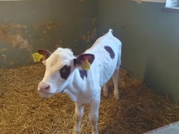 Cow, Simmental cattle