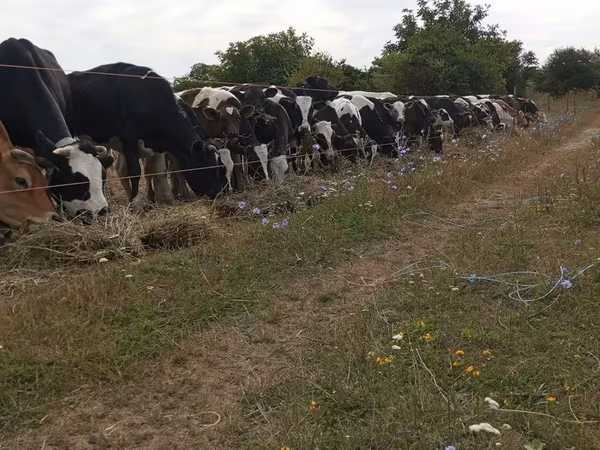 公牛, Cattle — 摩尔多瓦