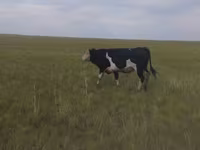 Bou, Russian Black pied cattle — foto 3