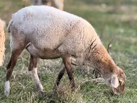 Ram, Edilbay sheep — photo 4