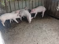 Eber, Schweine — Foto 1