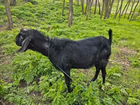 बकरा, Nubian Goat — फ़ोटो 5
