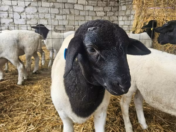 Carnero, Dorper sheep