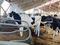Vacă, Rasa Holstein — foto 4
